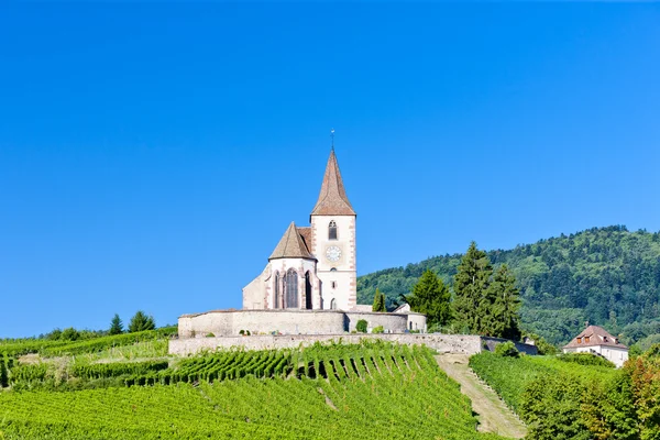 Üzüm bağı olan kilise, Hunawihr, Alsace, Fransa — Stok fotoğraf