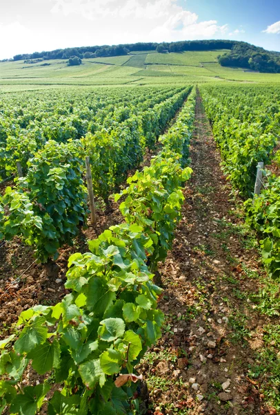 Wijngaard, Bourgondië, Frankrijk — Stockfoto