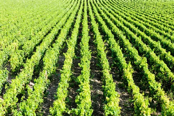ぶどう畑の、ブルゴーニュ、フランス — ストック写真