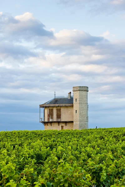 Vinmarker i Clos Blanc De Vougeot Castle, Bourgogne, Frankrig - Stock-foto