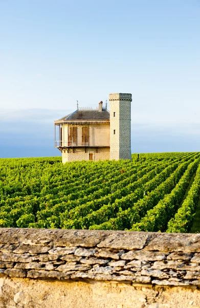 Wijngaarden van clos vougeot kasteel blanc de, Bourgondië, Frankrijk — Stockfoto
