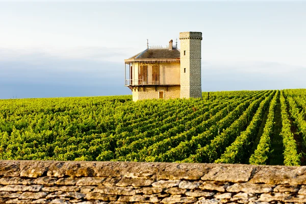 葡萄园 clos blanc de vougeot 城堡、 勃艮第、 法国 — 图库照片