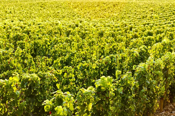 Vineyard, Бургунди, Франция — стоковое фото