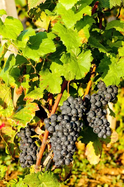 Vinrankor i vingården, Bourgogne, Frankrike — Stockfoto