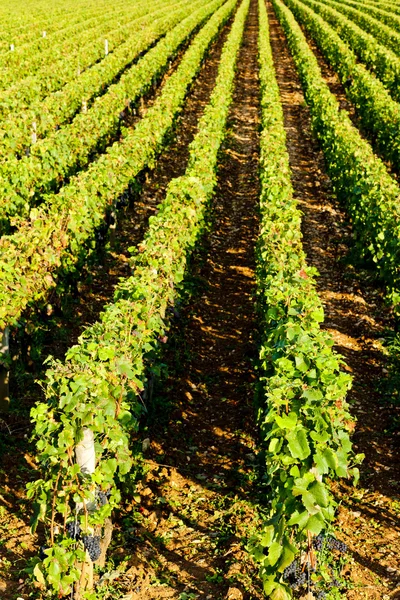 Vineyard, Borgogna, Francia — Foto Stock