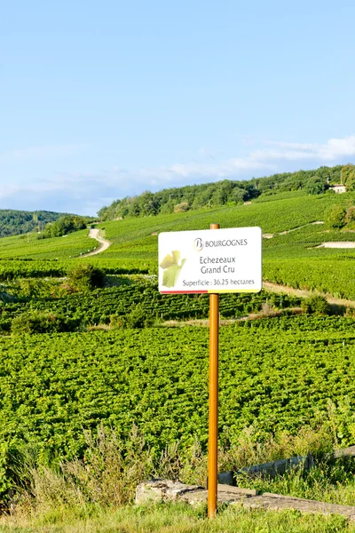 Grandes vinhas de cru de Echezeaux, Borgonha, França — Fotografia de Stock