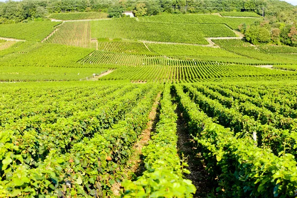 Grand cru üzüm bağları echezeaux, Burgonya, Fransa — Stok fotoğraf