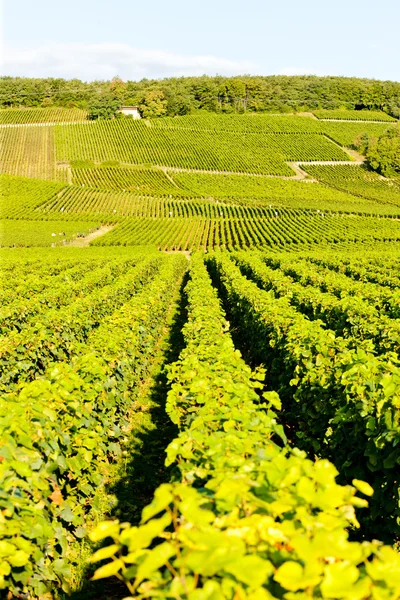 Grandes vinhas de cru de Echezeaux, Borgonha, França — Fotografia de Stock