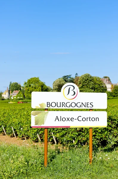 Üzüm bağları aloxe-corton, Burgonya, Fransa — Stok fotoğraf