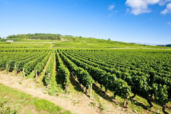 Vinhas de Cote de Beaune perto de Pommard, Borgonha, França — Fotografia de Stock
