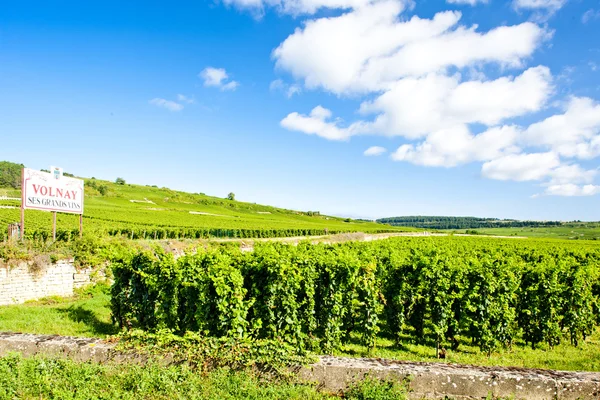 Виноградники Кот-де-Бон возле Волне, Бургундия, Франция — стоковое фото