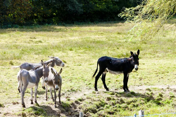 Donkeys, France — Stock Photo, Image