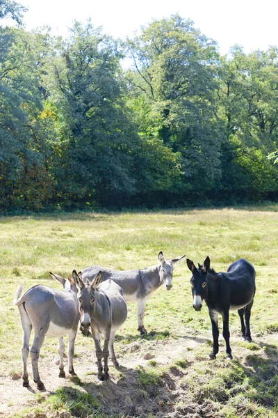 Donkeys, France — Stock Photo, Image