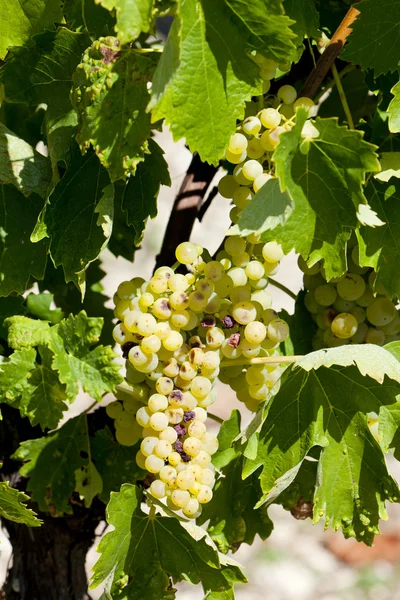 Beyaz üzüm jarnac, poitou-charentes, Fransa — Stok fotoğraf