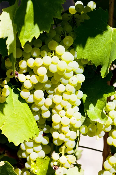 Witte druif in jarnac, poitou-charentes, Frankrijk — Stockfoto