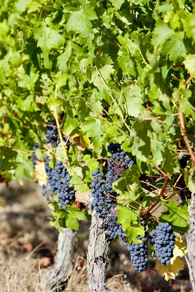 Uva azul en la región de Burdeos, Aquitania, Francia — Foto de Stock