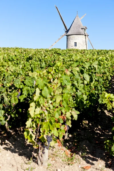 与风车附近 blaignan，波尔多地区，法国的葡萄园 — 图库照片