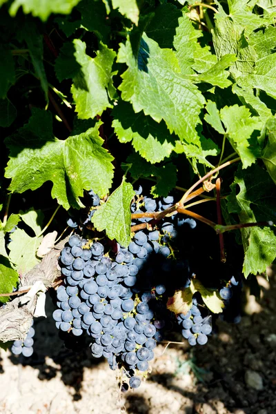 Niebieski winogron w bordeaux w regionie, Akwitania, Francja — Zdjęcie stockowe