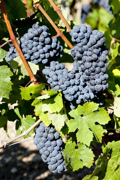 Uva azul na região de Bordéus, Aquitânia, França — Fotografia de Stock