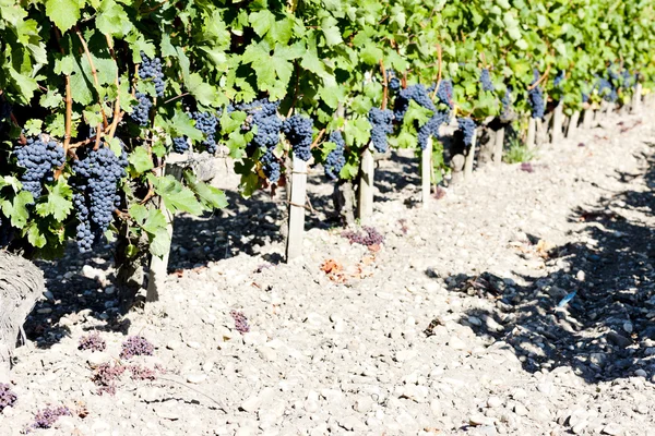 Vigneto con uve blu nella regione di Bordeaux, Aquitania, Francia — Foto Stock