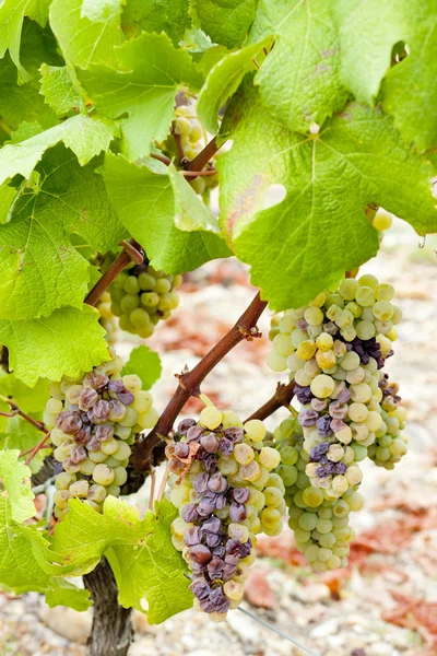 Белый виноград в регионе Заутерн, Аквитания, Франция — стоковое фото