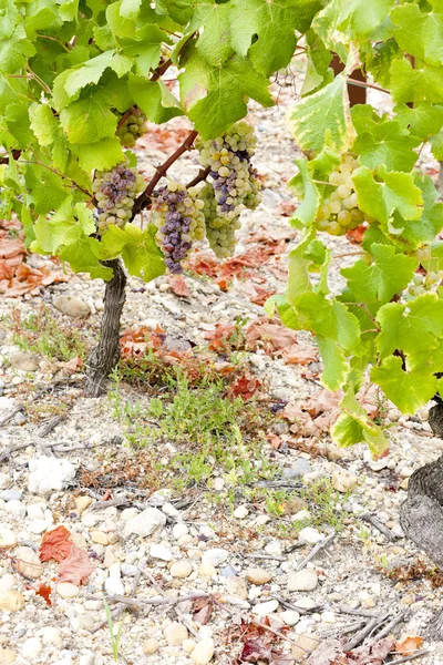 Uva bianca nella regione di Sauternes, Aquitania, Francia — Foto Stock