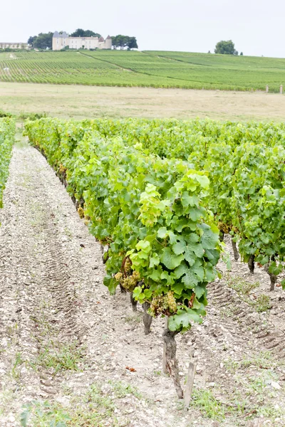 ブドウ畑とシャトーは d ' ディケム、ソーテルヌ地域フランス — ストック写真