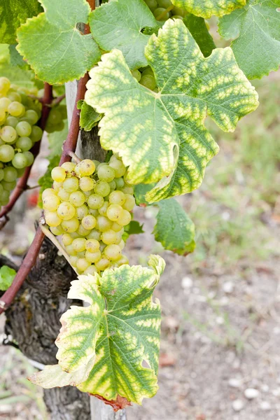 Fehér szőlő régióban sauternes aquitaine, Franciaország — Stock Fotó
