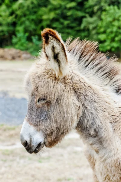 Donkey, Navarre, Spain — Stock Photo, Image