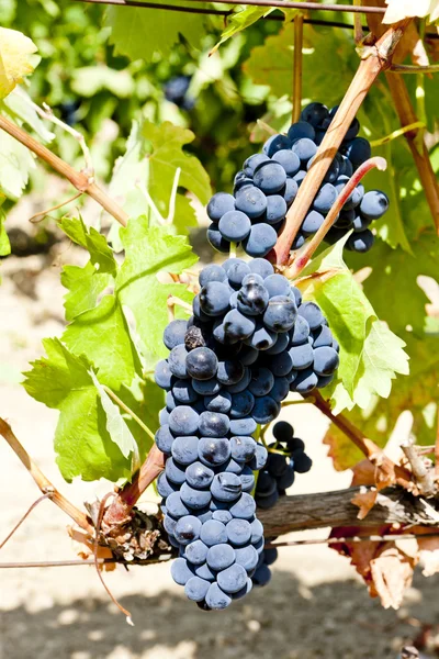stock image Blue grapes, La Rioja, Spain
