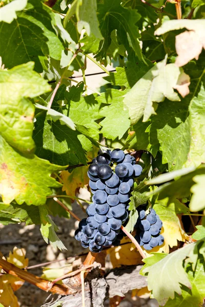Modrý hrozen, La Rioja, Španělsko — Stock fotografie