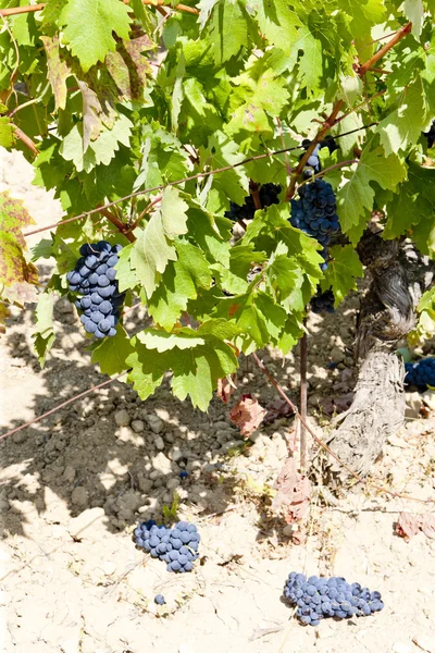 Vineyard with blue grapes, La Rioja, Spain — Stock Photo, Image