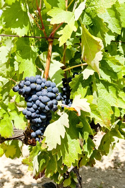 Голубой виноград, Ла-Риоха, Испания — стоковое фото