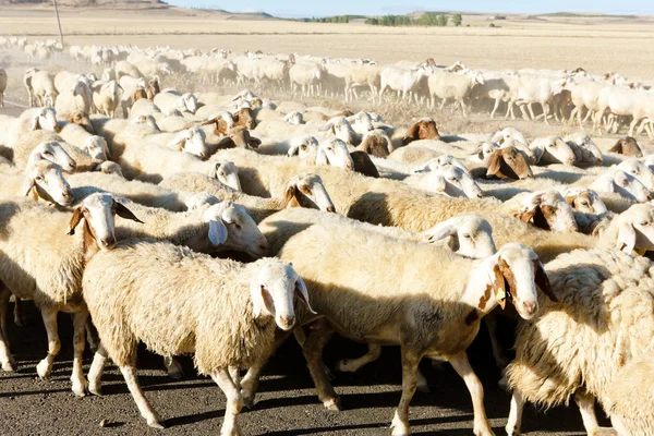 Kudde schapen, Castilië en leon, Spanje — Stockfoto