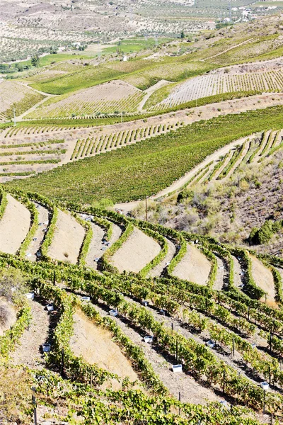 Vineyars in de Dourovallei, portugal — Stockfoto