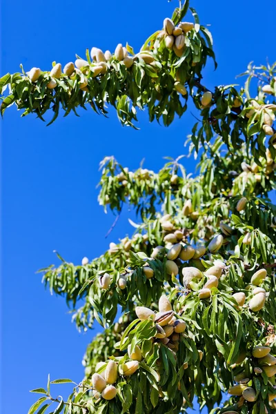 Мигдальне дерево, Португалія — стокове фото
