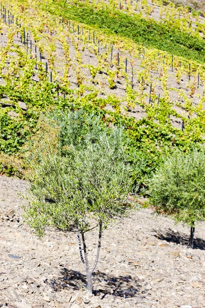 Vingård och oliv träd, douro-dalen, portugal — Stockfoto