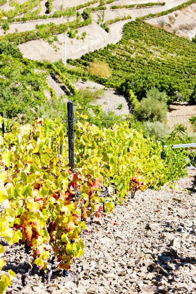 Vineyars w dolinie douro, w Portugalii — Zdjęcie stockowe