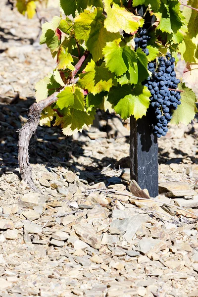 Czerwone winogrona, Dolina douro, Portugalia — Zdjęcie stockowe