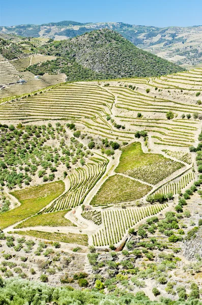 Vineyars i douro-dalen, portugal — Stockfoto
