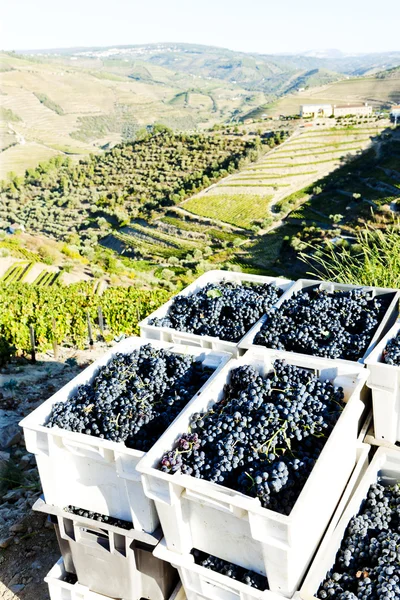 stock image Wine harvest, Douro Valley, Portugal