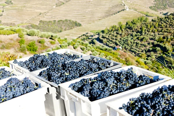 Colheita de vinho, Vale do Douro, Portugal — Fotografia de Stock