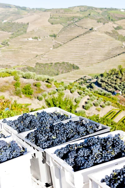 Colheita de vinho, Vale do Douro, Portugal — Fotografia de Stock