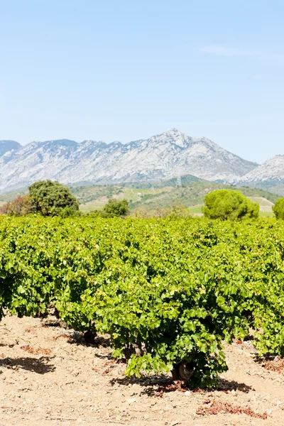 Vineyars i languedoc-roussillon, Frankrike — Stockfoto