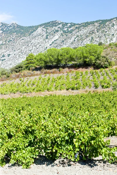 Vineyars у провінції Лангедок Руссільйон, Франція — стокове фото
