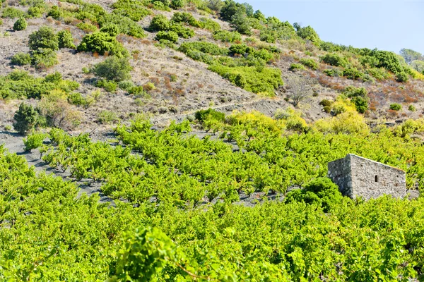 Vineyars v regionu languedoc-roussillon, Francie — Stock fotografie