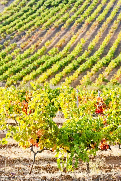 가까운 tautavel, 랑 그 독-루시 옹, 프랑스 vineyars — 스톡 사진