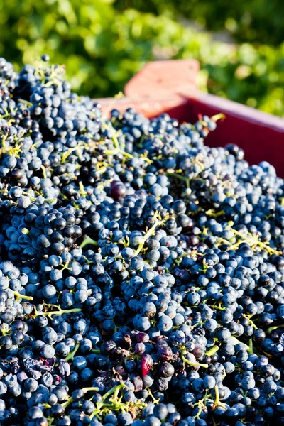 Cosecha del vino en Fitou appellation, Languedoc-Rosellón, Francia — Foto de Stock
