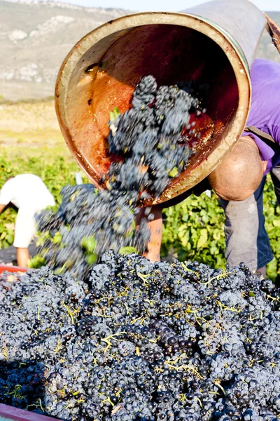 Fitou 명칭, 랑 그 독-루시 옹, 프랑스 와인 수확 — 스톡 사진