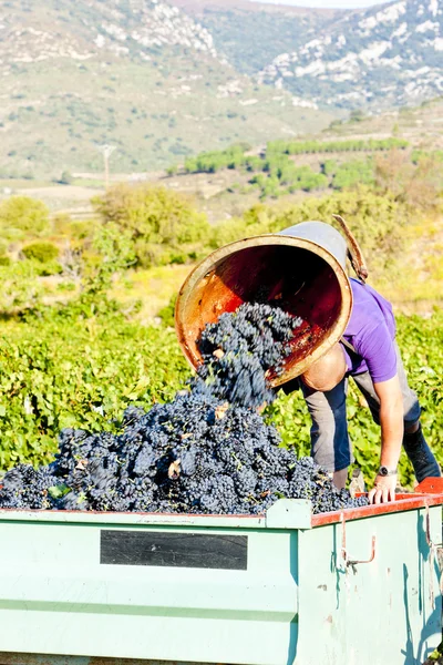 stock image Wine harvest in Fitou appellation, Languedoc-Roussillon, France